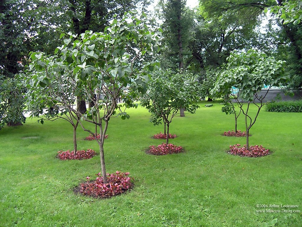 Could my tree or shrub be dead?