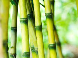 The Eco-Friendly Bamboo Toothbrush