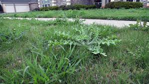 How to Remove Weeds From Your Lawn