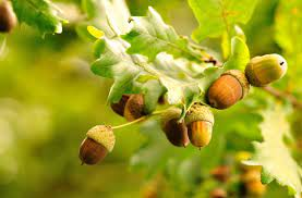 The Life Cycle of an Oak Tree