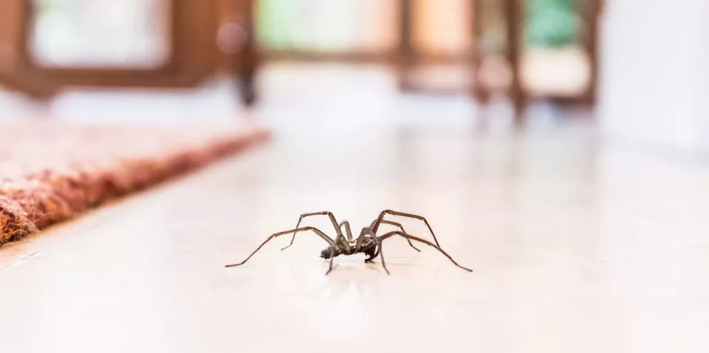 How To Keep Spiders Out Of Your Garage