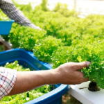 Hydroponic Gardening Vegetables