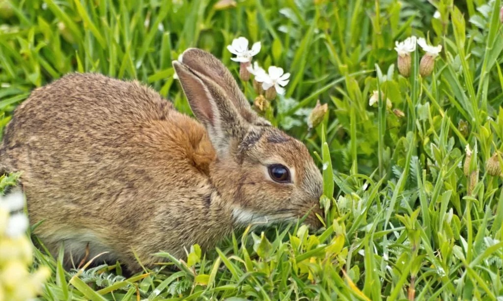Do Rabbits Eat Dahlia Flowers or Leaves?