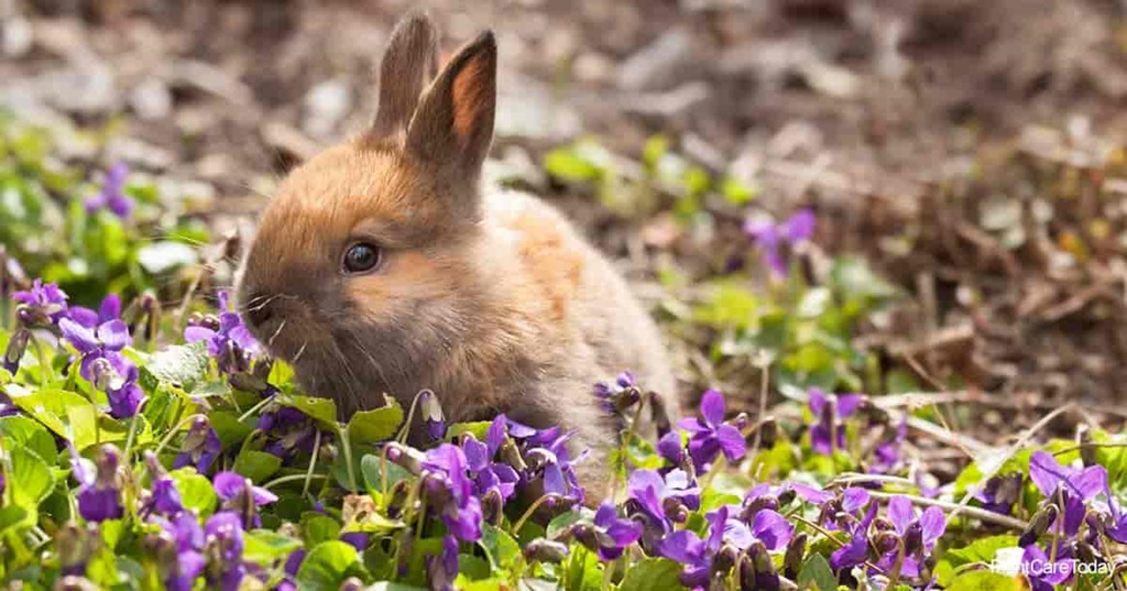 The Takeaway on Dahlias and Rabbits