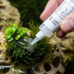 Applying aquarium glue to attach plants on driftwood aquascape